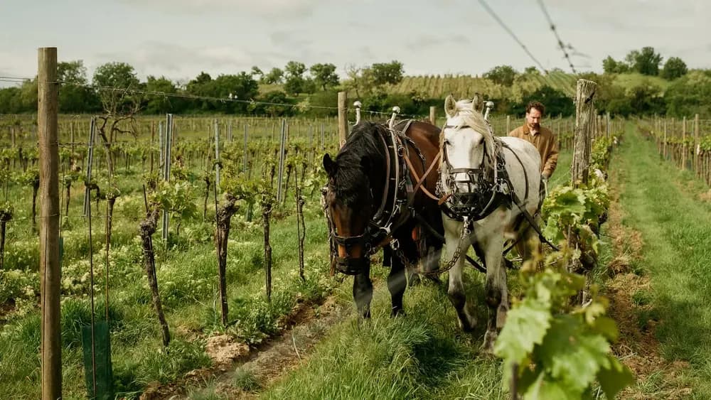 Gut Oggau brand image: Two horses ploughing a vineyard row